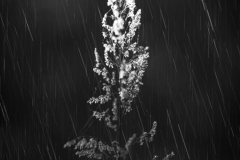 2_plant