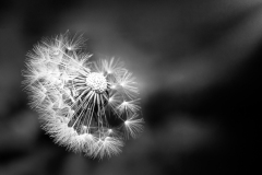 MG_0002-Edit